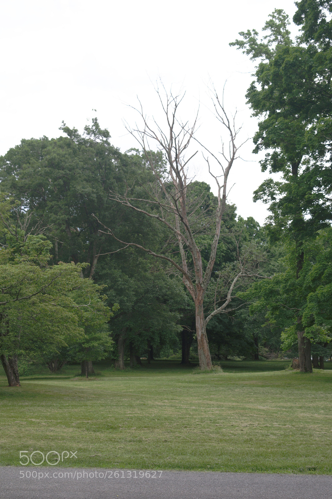 Nikon D3300 sample photo. Random dead tree photography