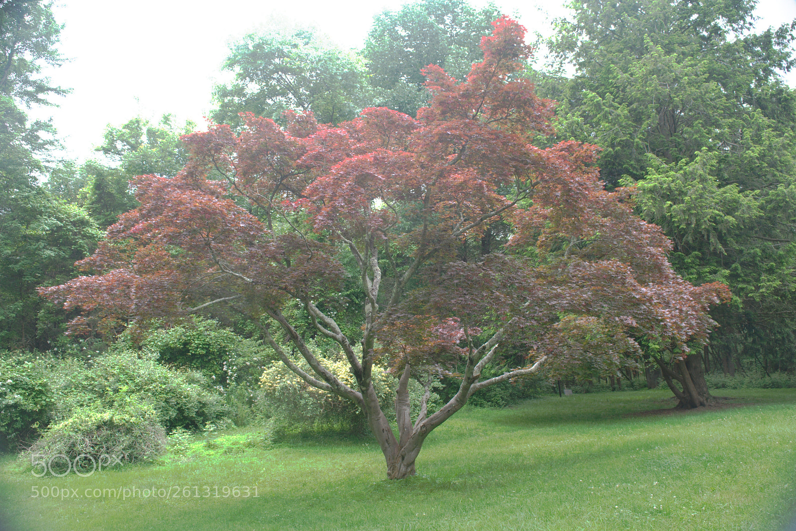 Nikon D3300 sample photo. Random tree photography