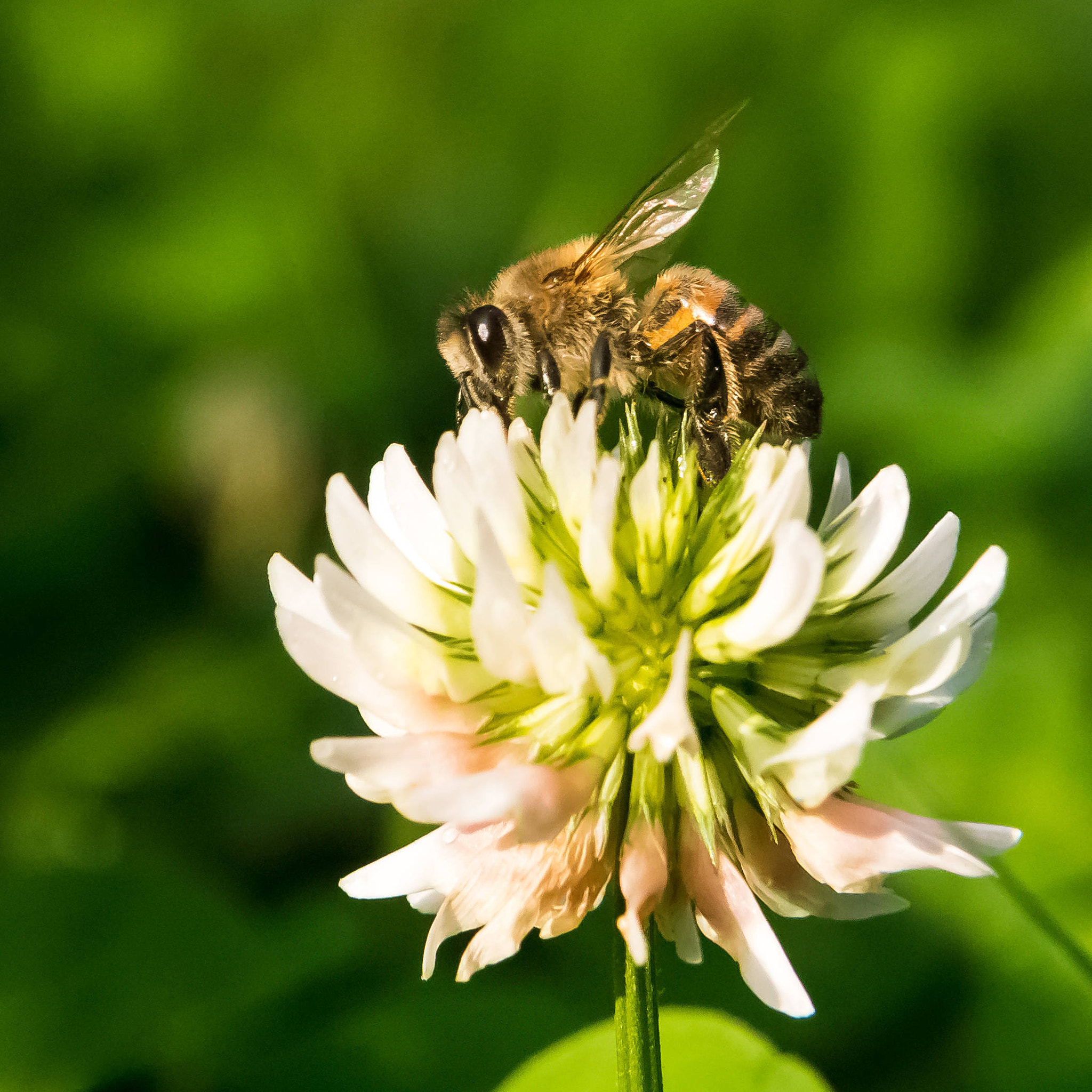 Panasonic Lumix DMC-G5 sample photo. Bee over a white dwarf clover flower photography