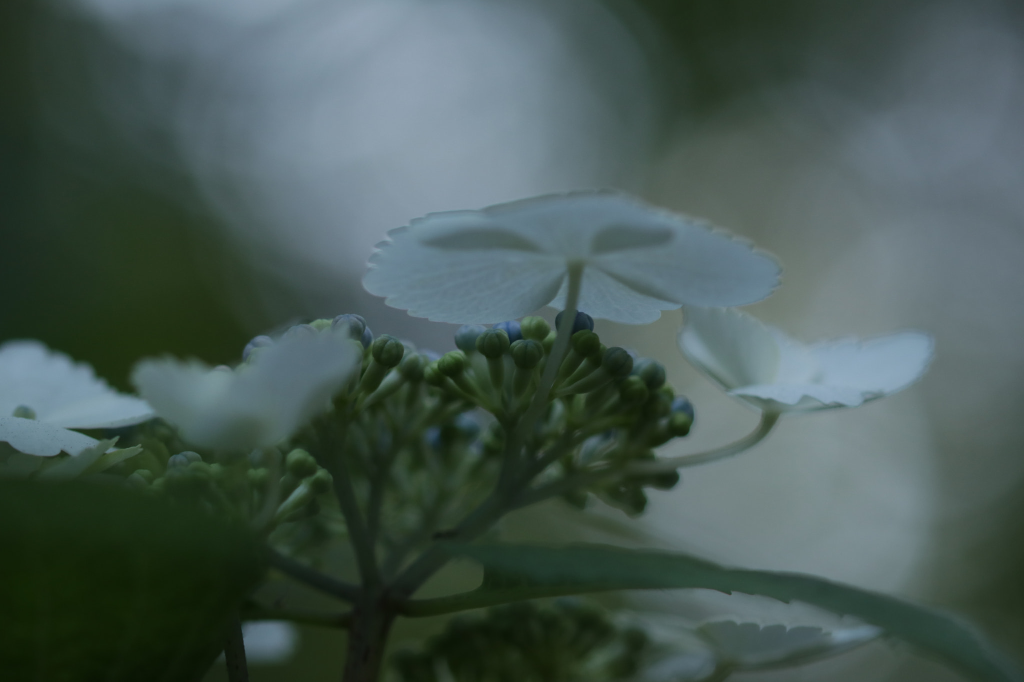 Canon EOS 80D + Sigma 105mm F2.8 EX DG OS HSM sample photo. (hydrangea) photography