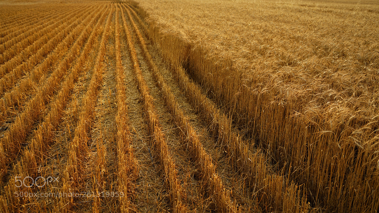 Sony a7R II sample photo. Dsc photography