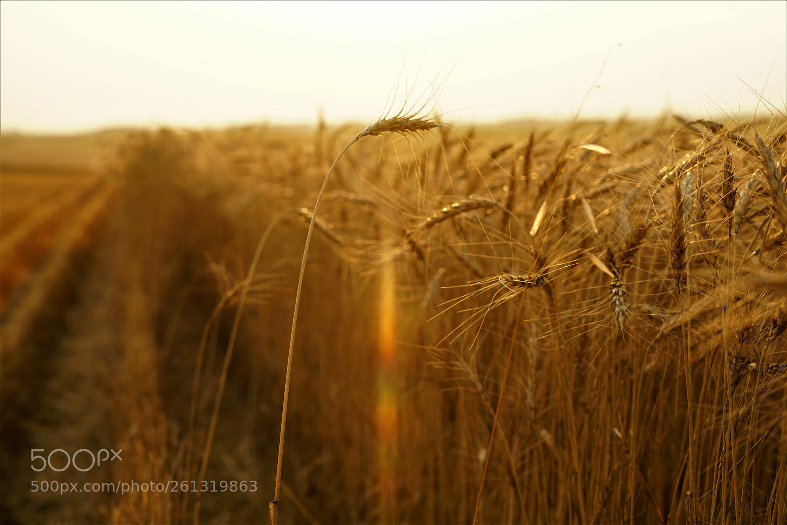 Sony a7R II sample photo. Dsc photography