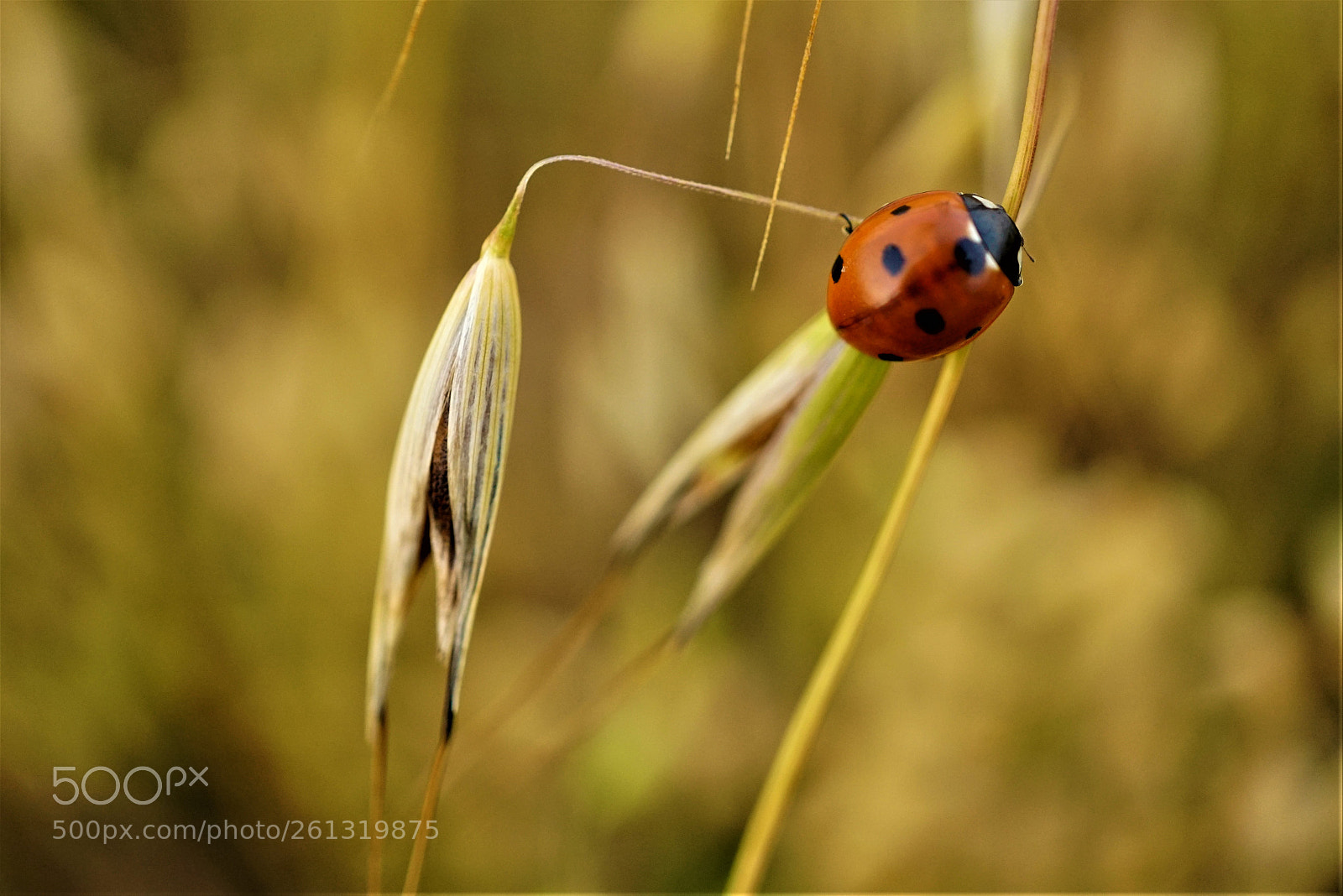 Sony a7R II sample photo. Dsc photography