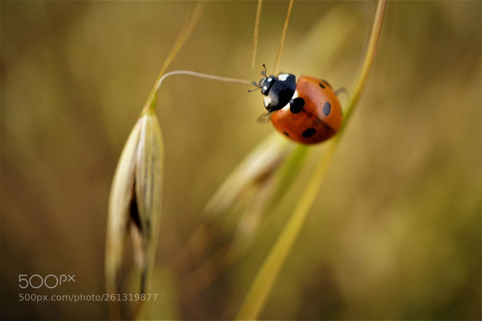Sony a7R II sample photo. Dsc photography