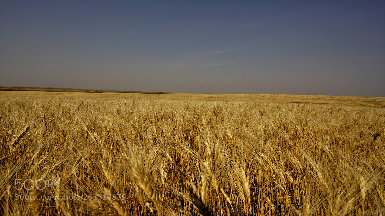 Sony a7R II sample photo. Dsc photography