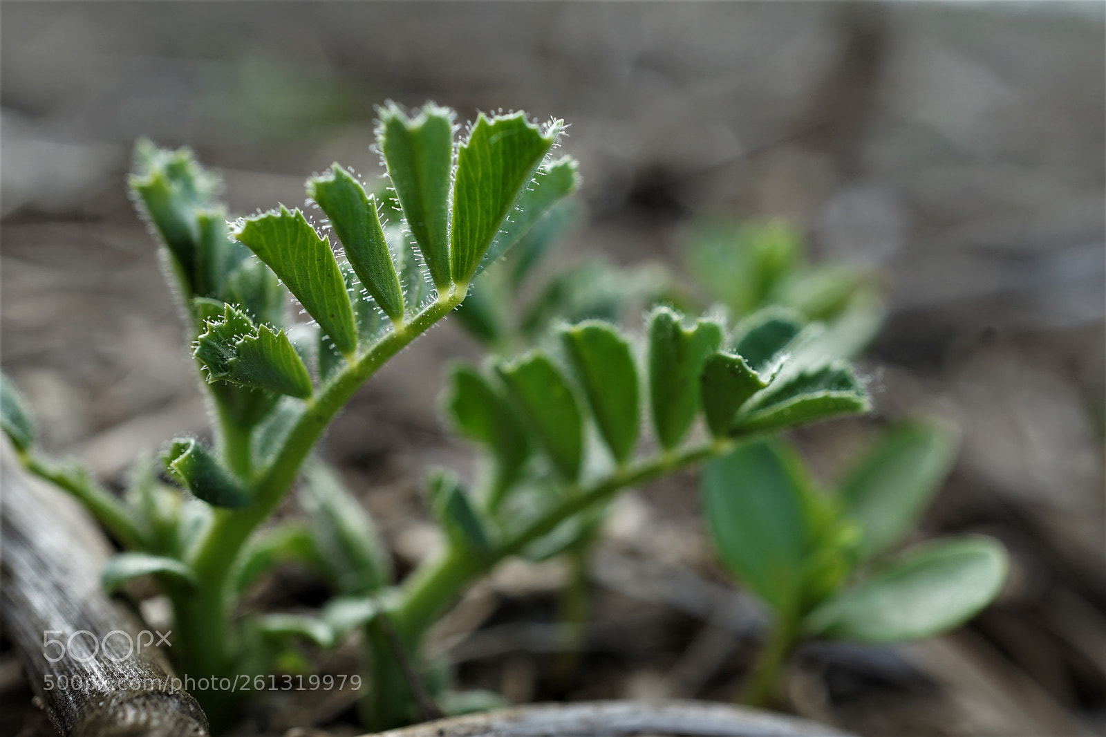 Sony a7 II sample photo. Dsc photography