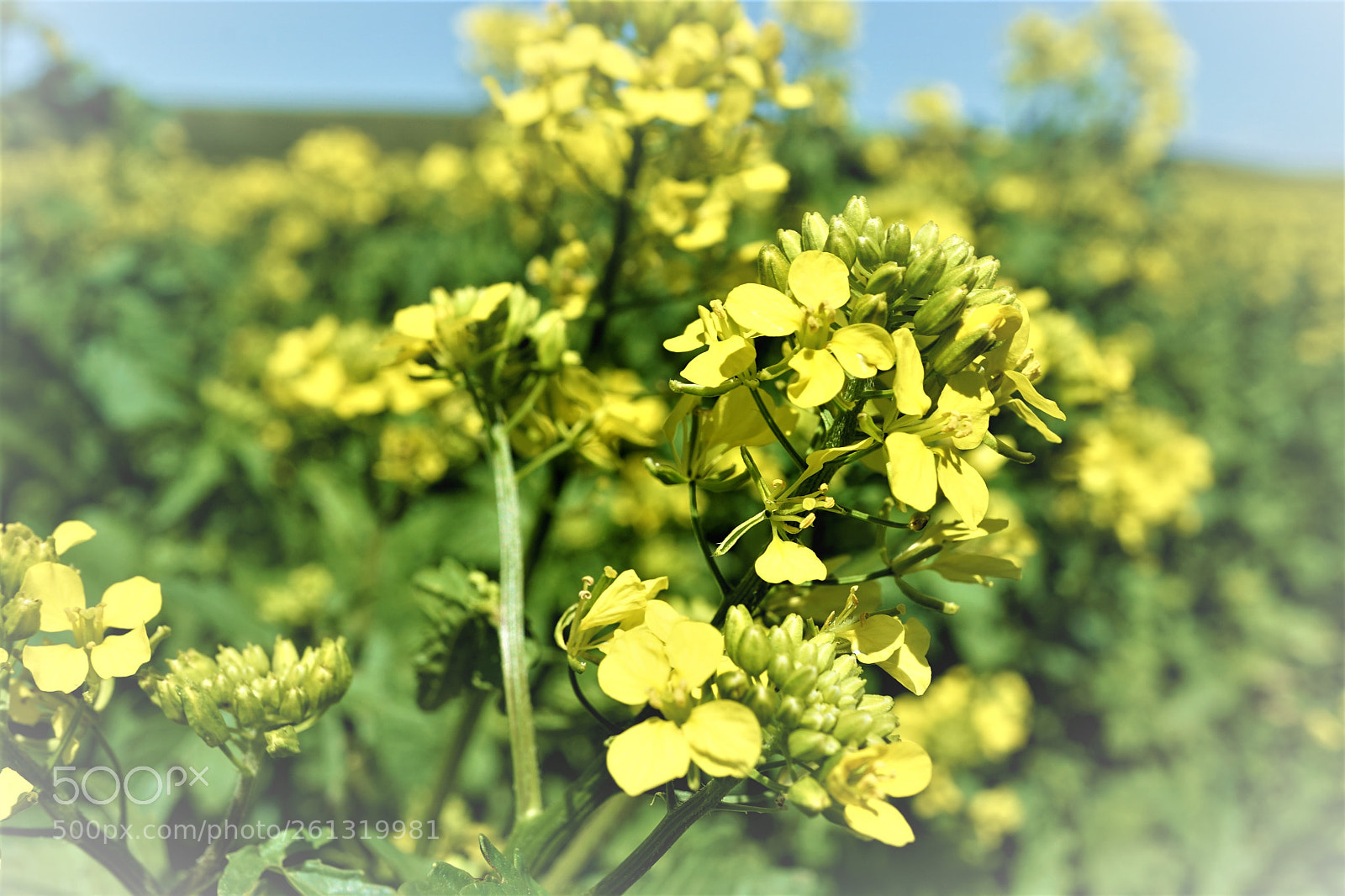 Sony a7 II sample photo. Dsc photography