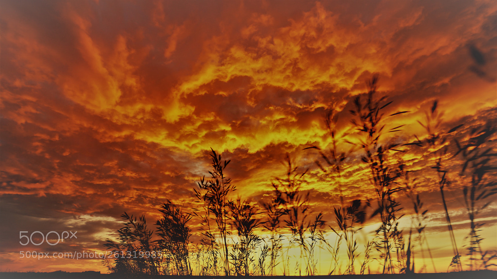 Sony a7 II sample photo. Dsc photography