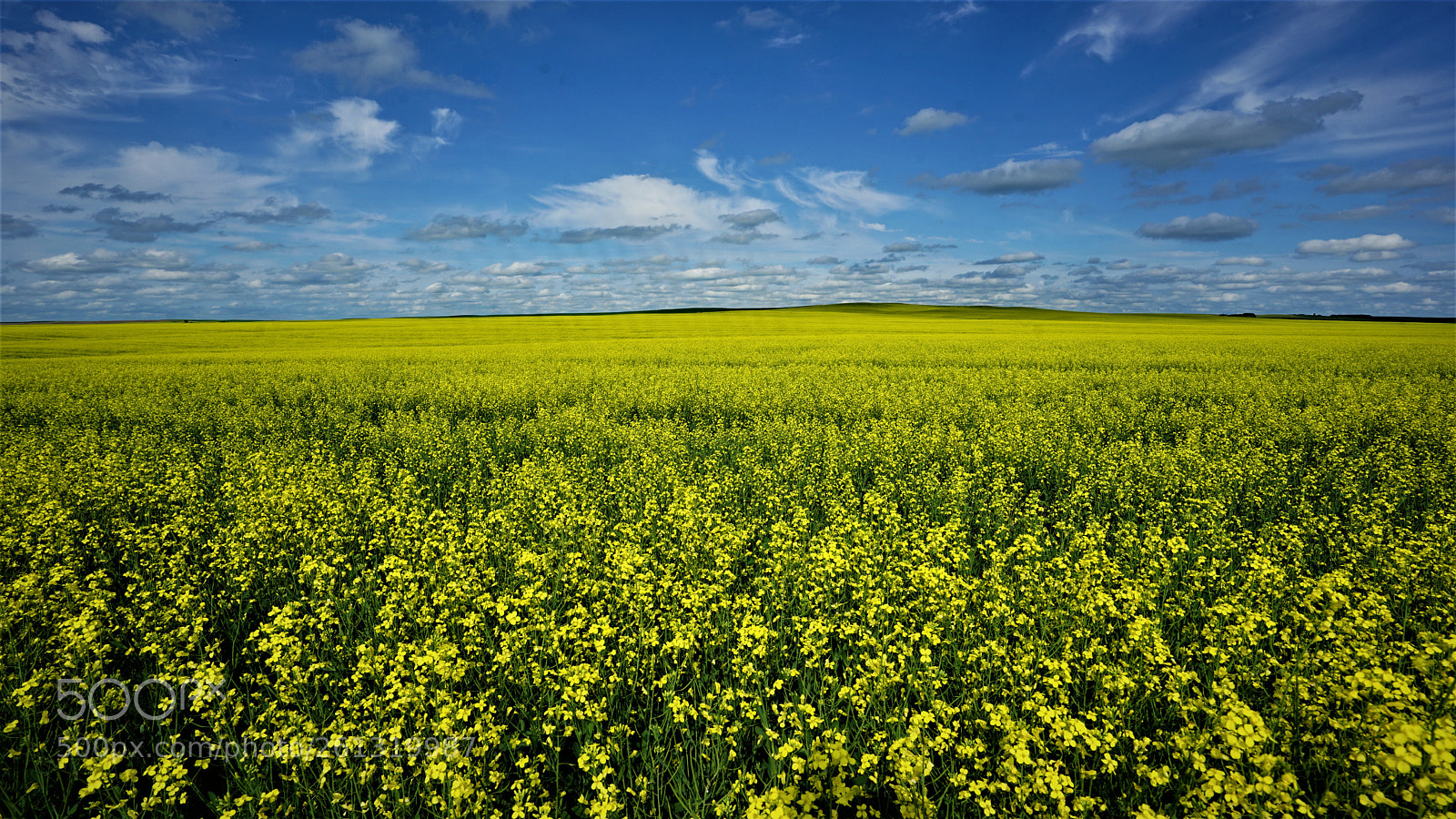 Sony a7 II sample photo. Dsc photography