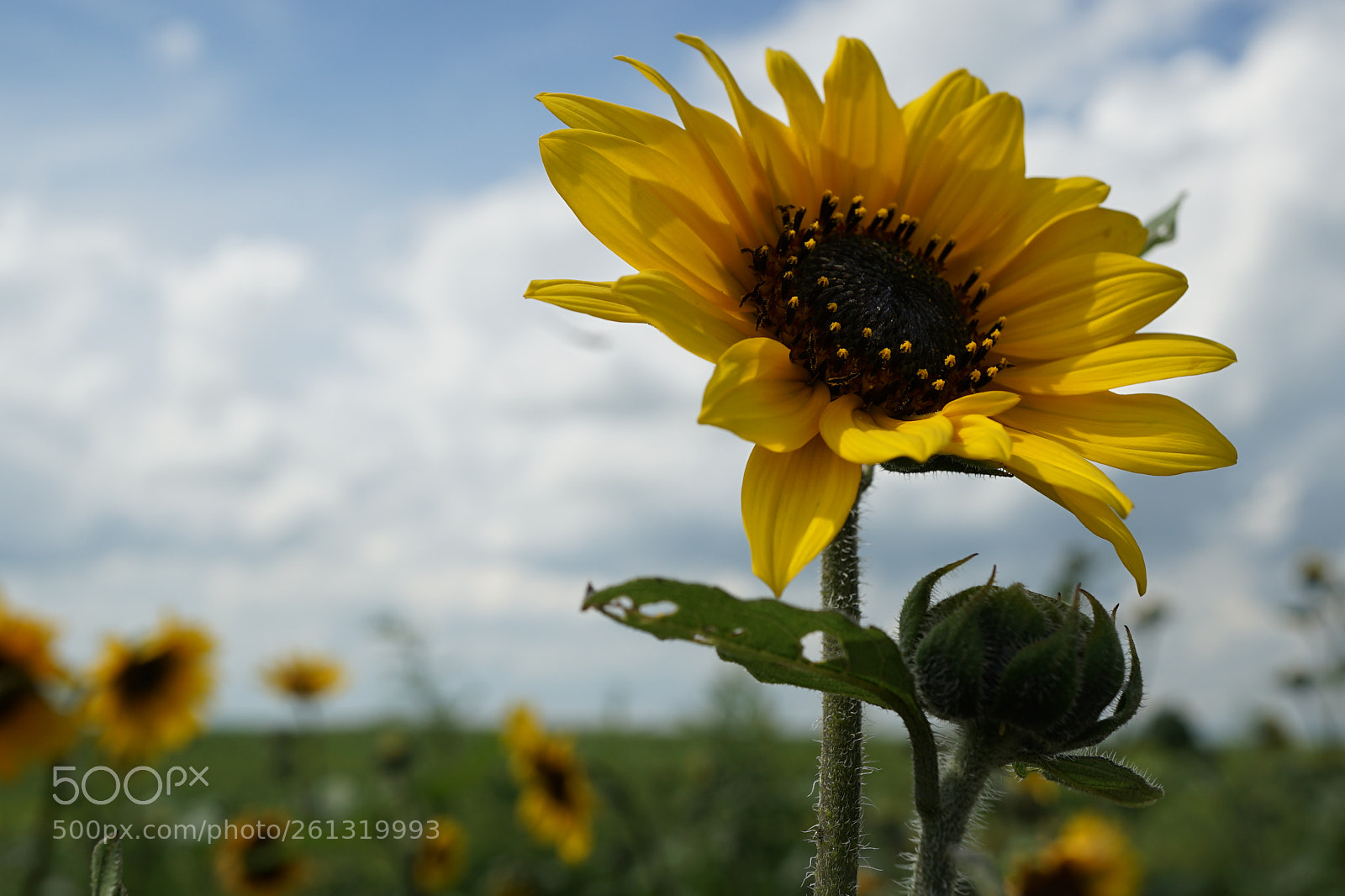 Sony a7 II sample photo. Dsc photography