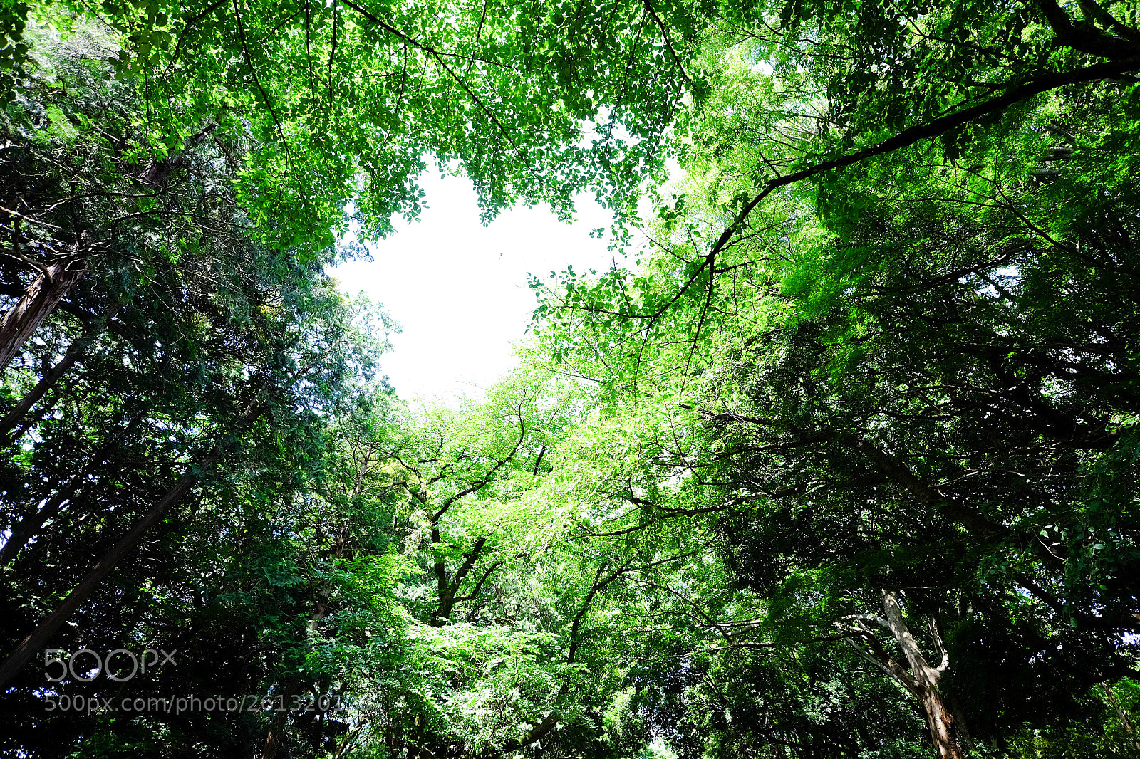 Fujifilm X-T10 sample photo. 木々 photography