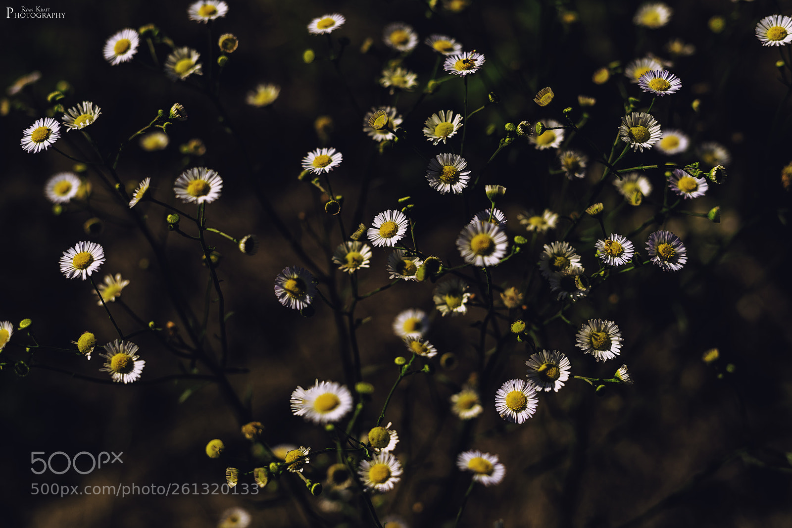 Sony a7R II sample photo. Dusk photography