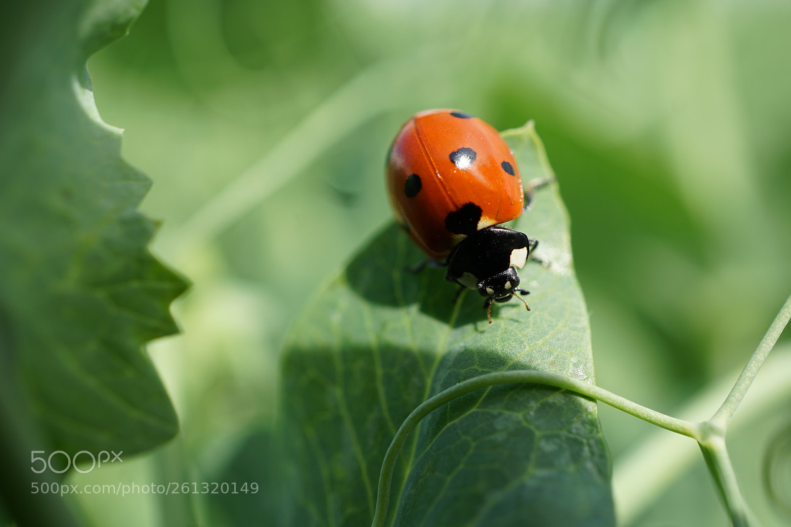 Sony a7 II sample photo. Dsc photography