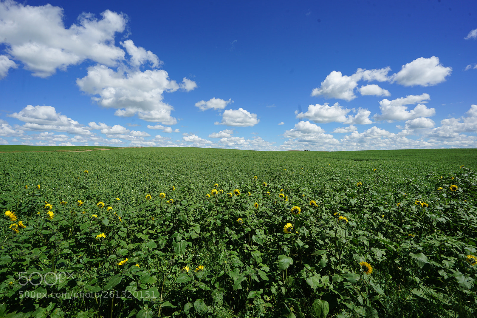Sony a7 II sample photo. Dsc photography