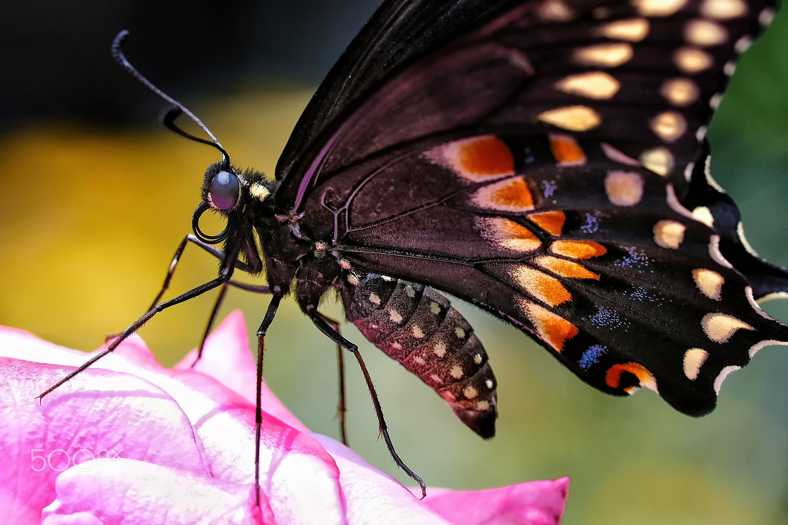 Fujifilm X-E3 sample photo. Spicebush swallowtail photography