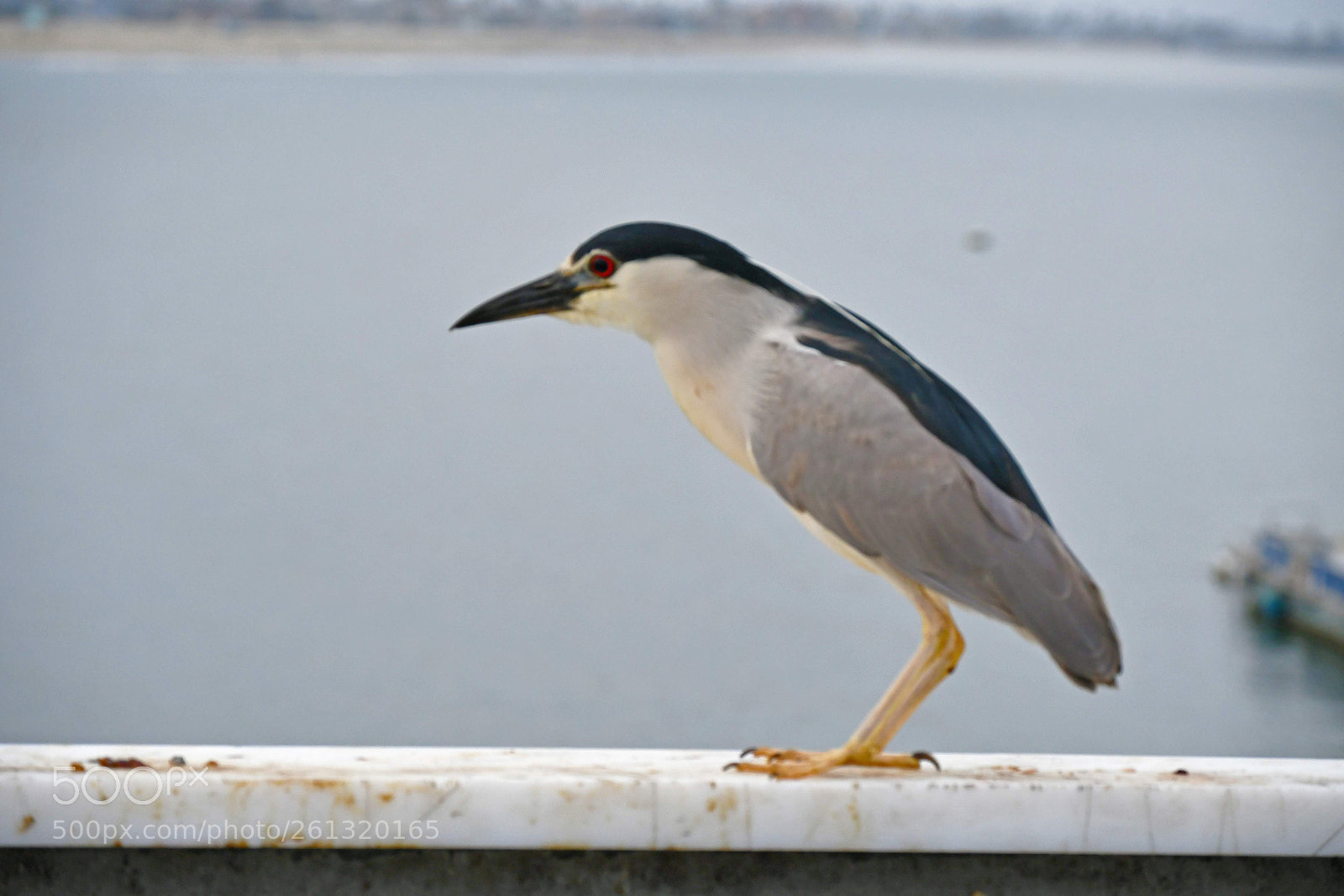 Nikon D7500 sample photo. Heron flight prep photography