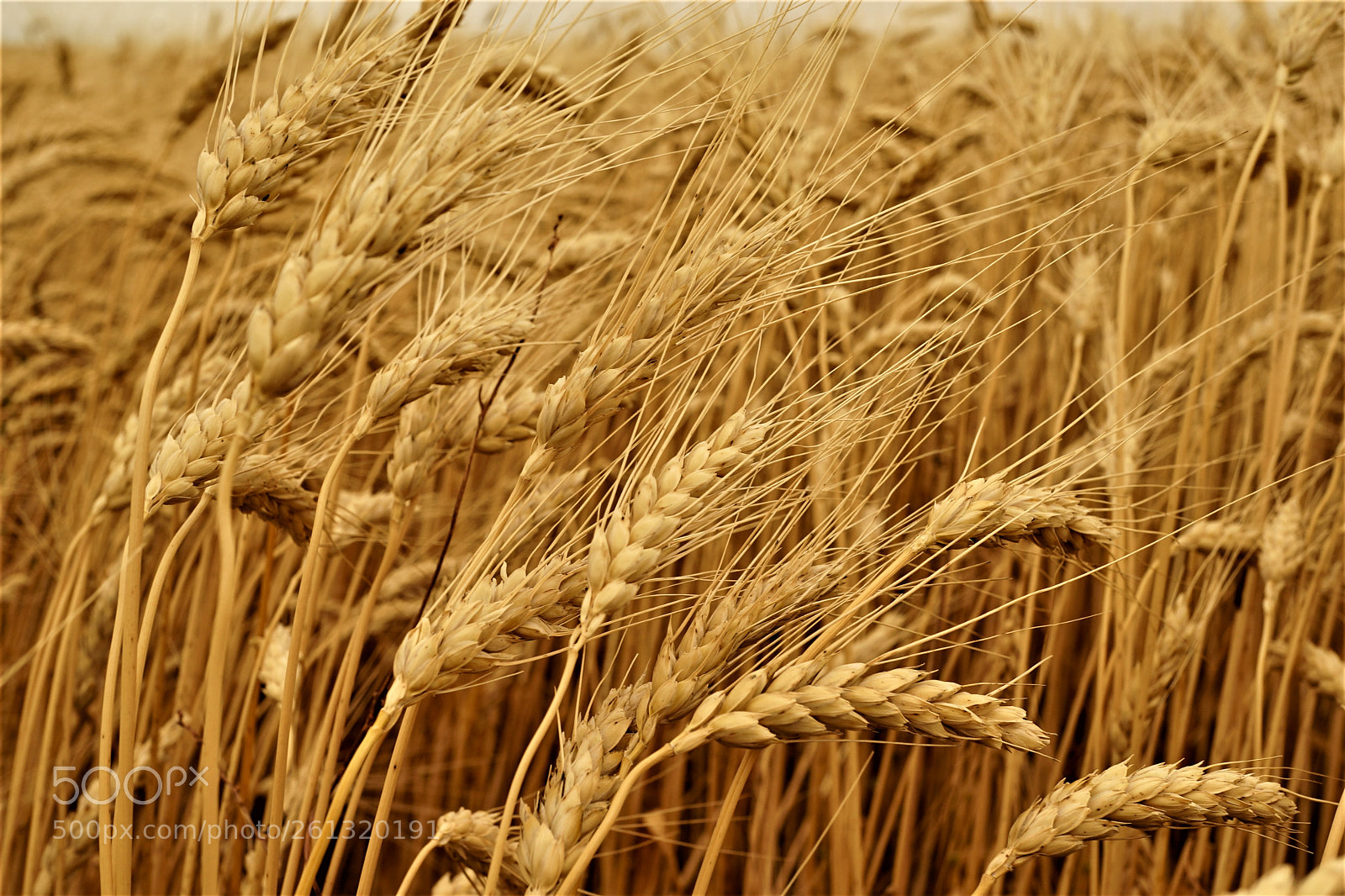 Sony a7 II sample photo. Dsc photography