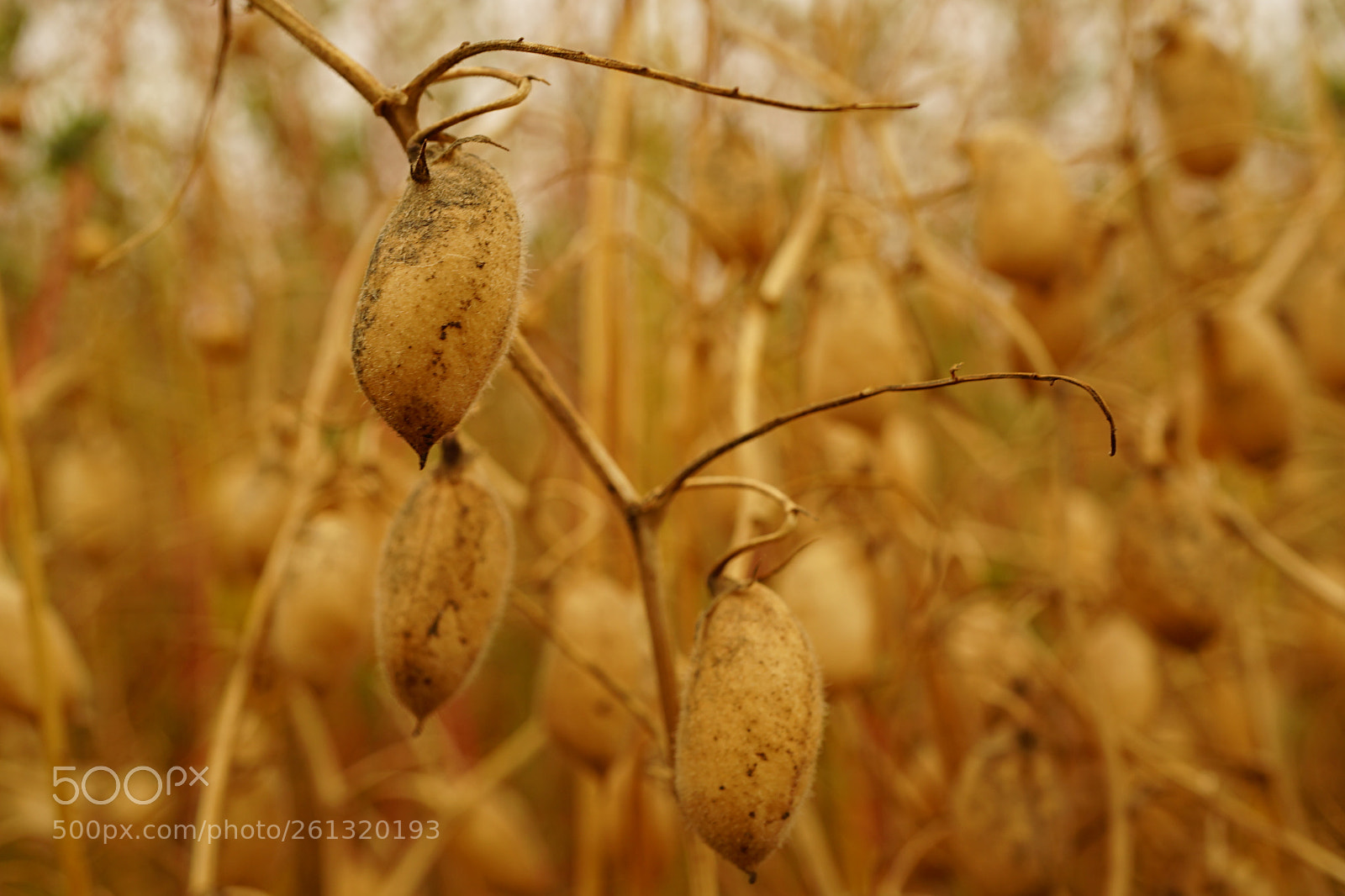 Sony a7 II sample photo. Dsc photography