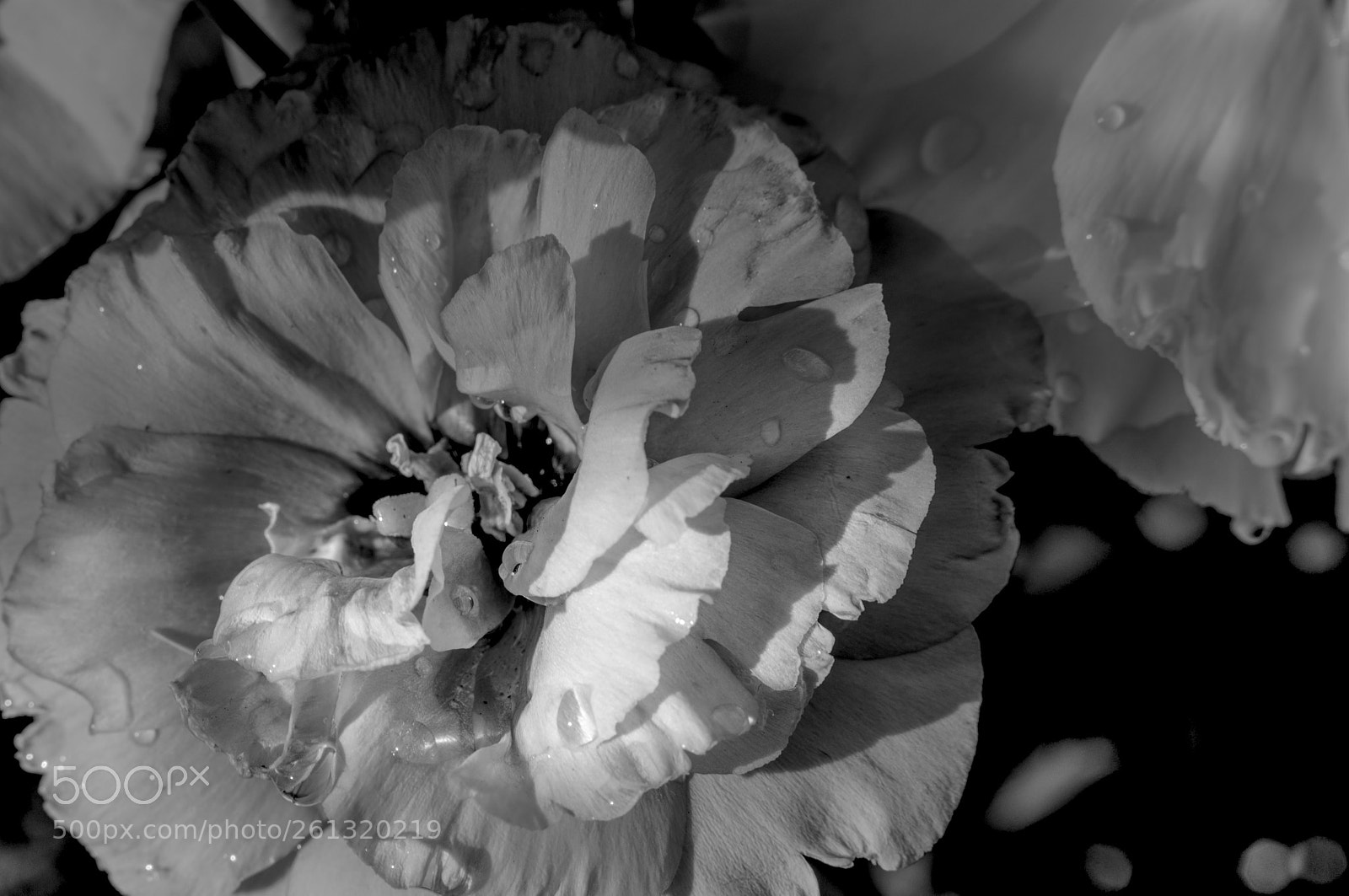 Canon EOS 5D Mark IV sample photo. Untitled photography