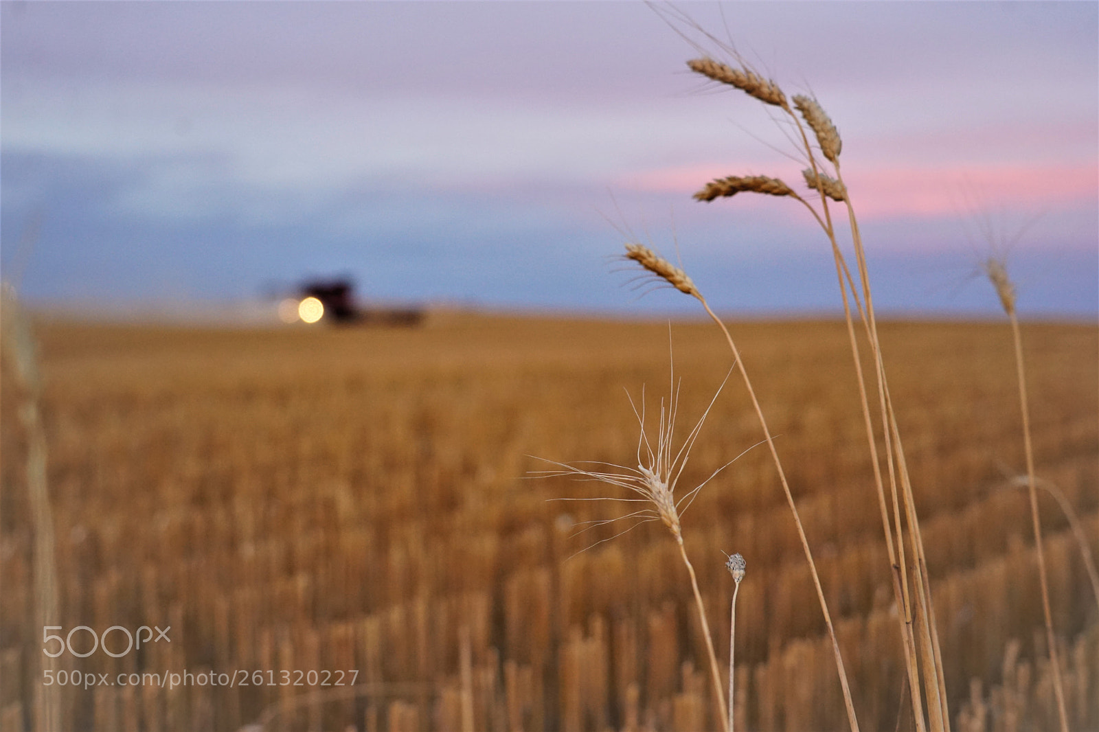 Sony a7 II sample photo. Dsc photography