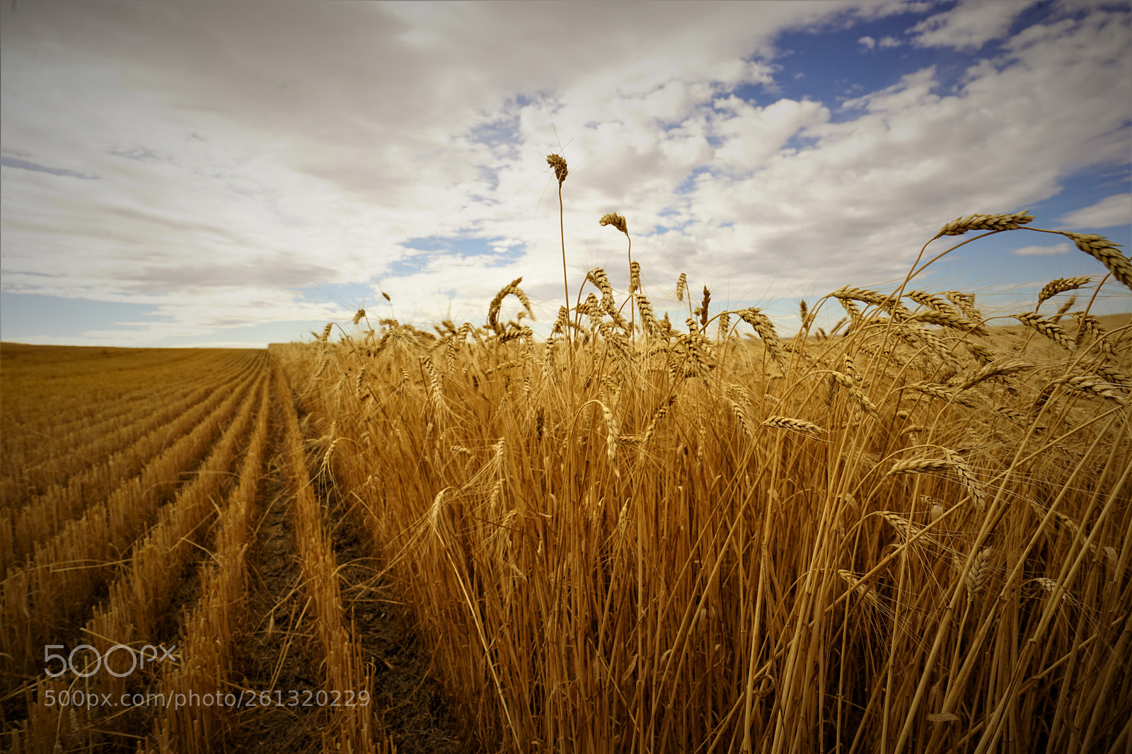 Sony a7 II sample photo. Dsc photography
