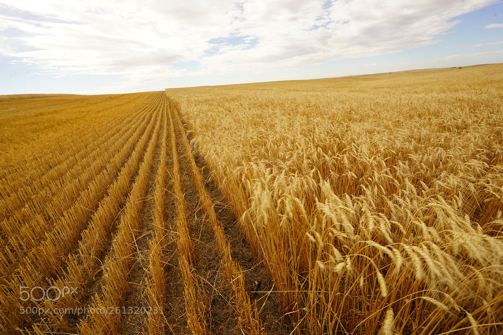 Sony a7 II sample photo. Dsc photography