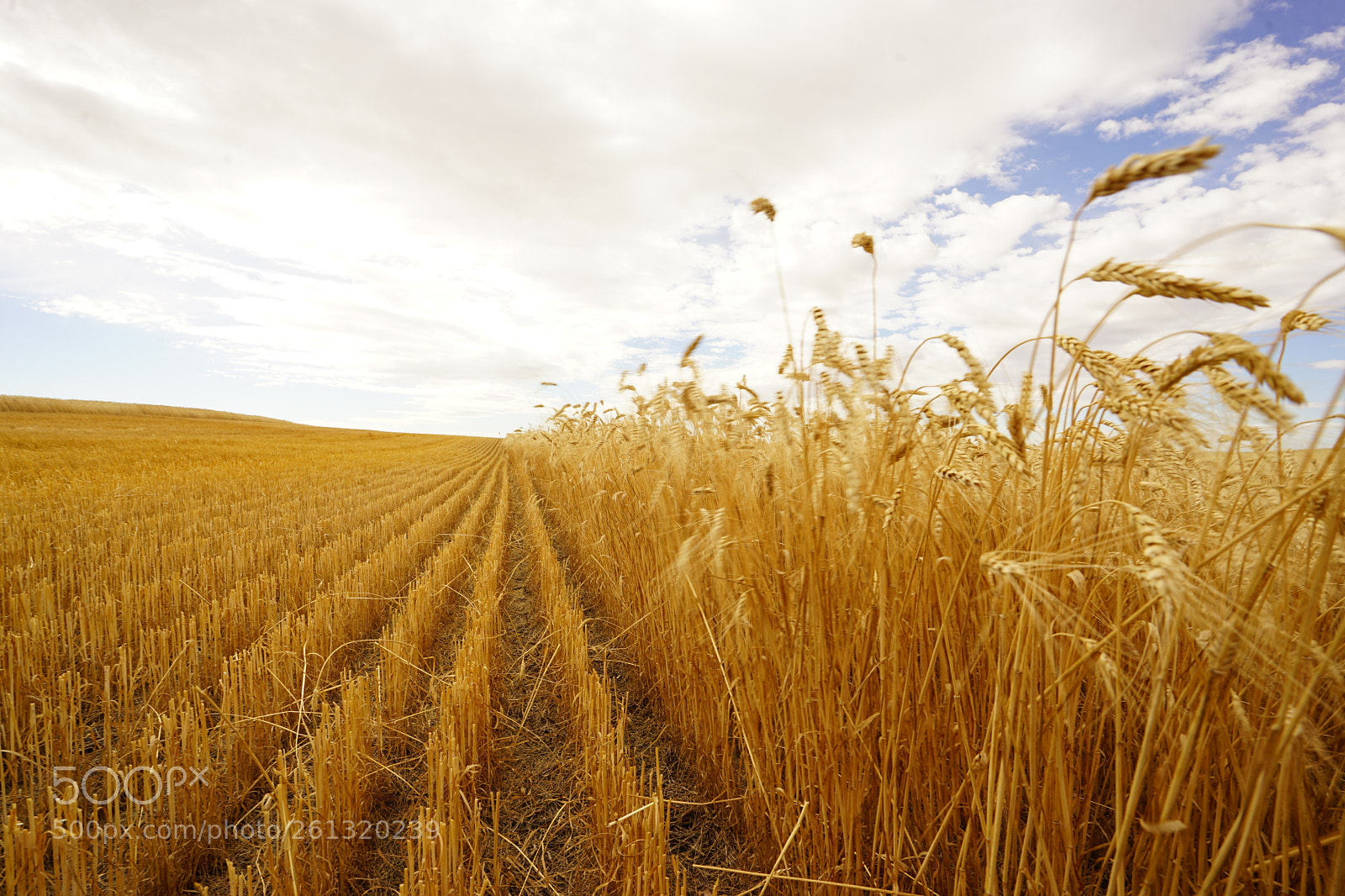 Sony a7 II sample photo. Dsc photography