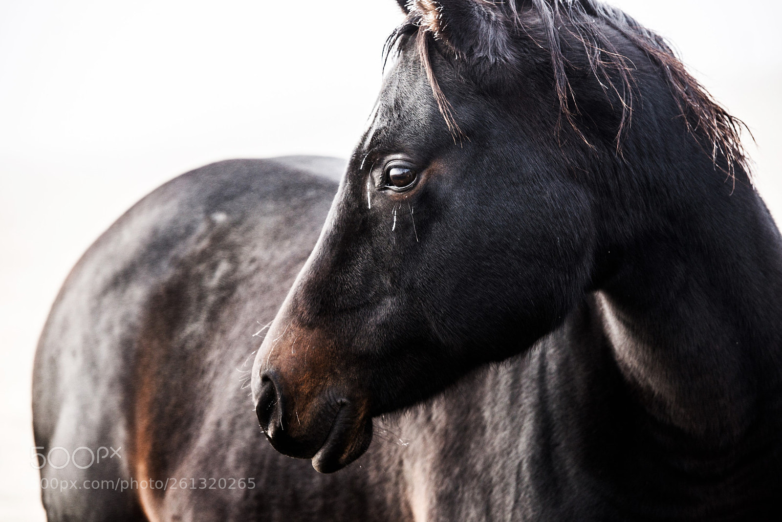 Nikon D610 sample photo. Img photography