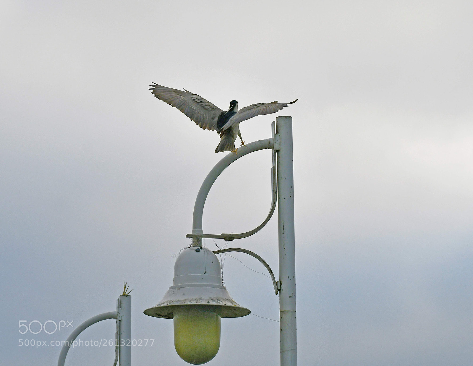 Nikon D7500 sample photo. Heron flight incoming photography