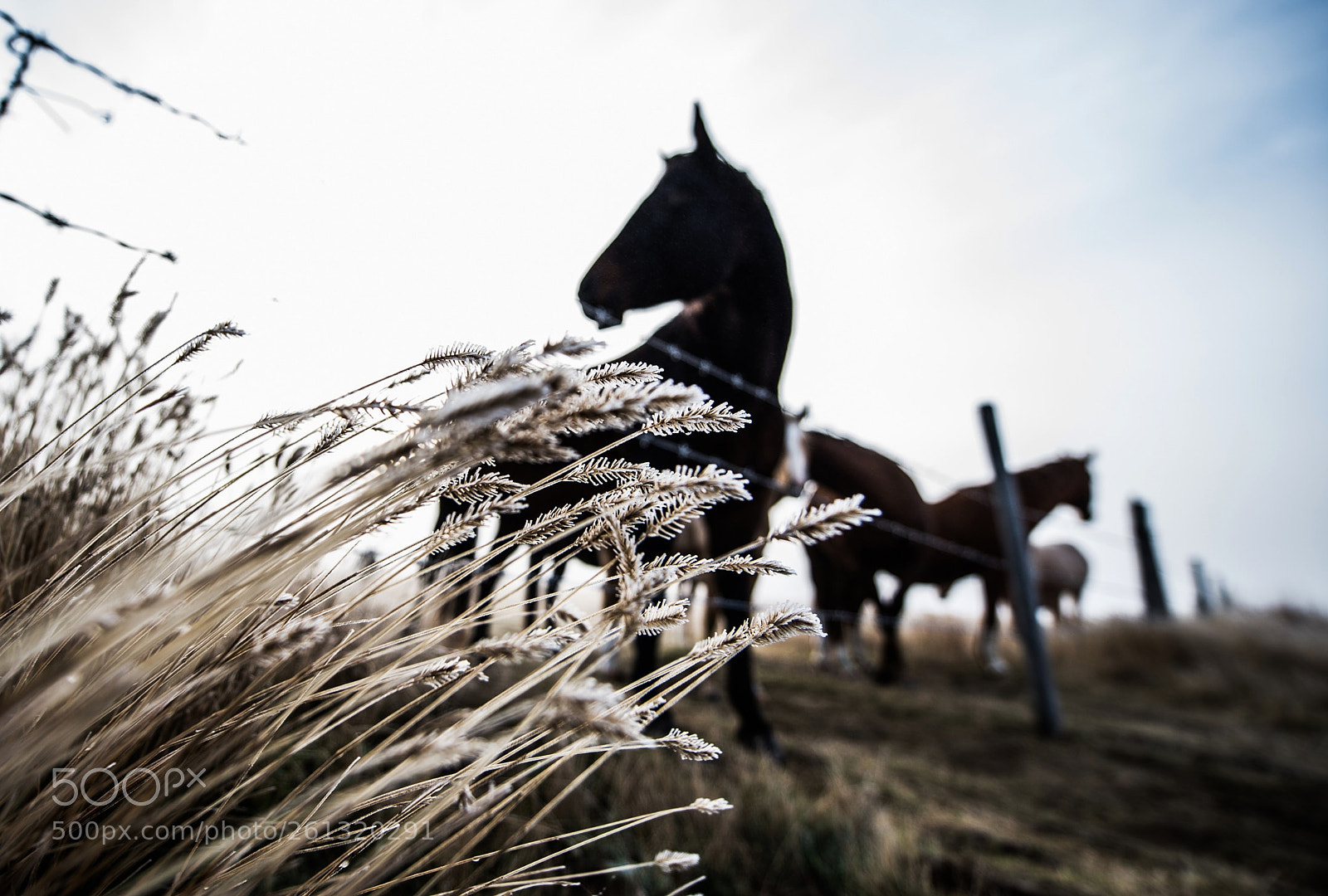 Nikon D610 sample photo. Img photography