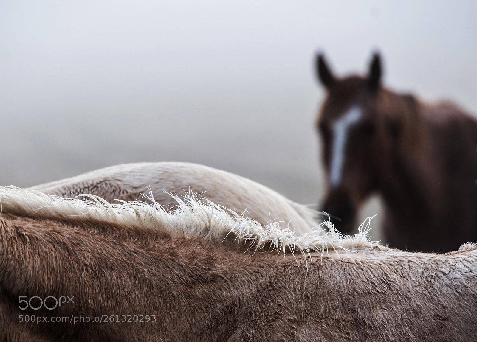Nikon D610 sample photo. Img photography