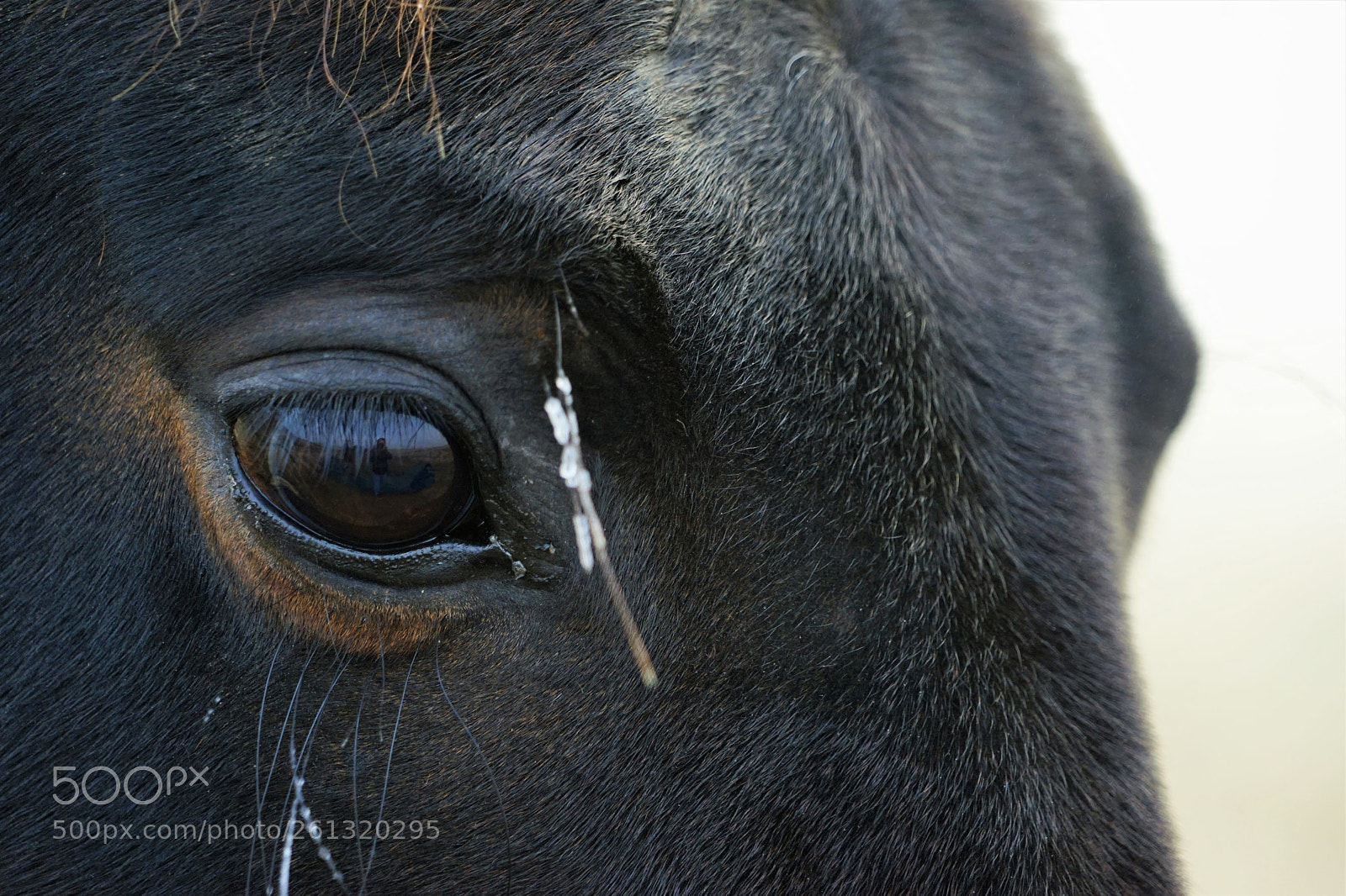 Sony a7 II sample photo. Img photography