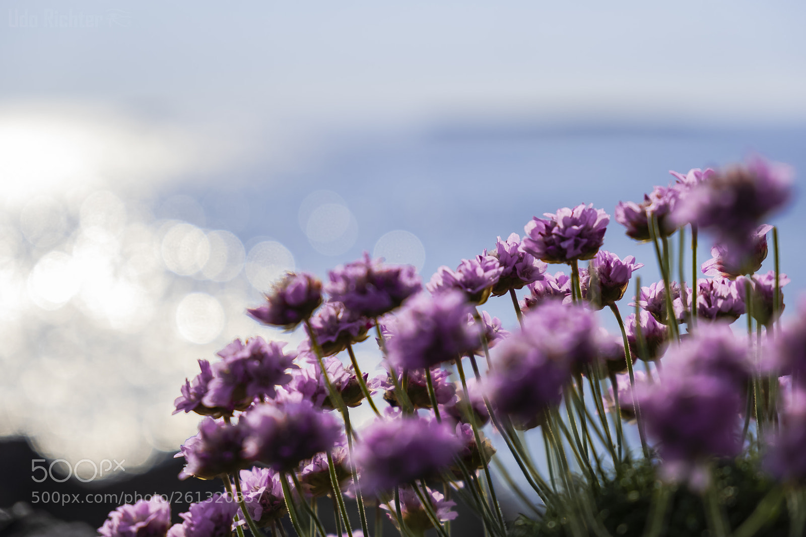 Fujifilm X-T20 sample photo. "sea thrift" photography
