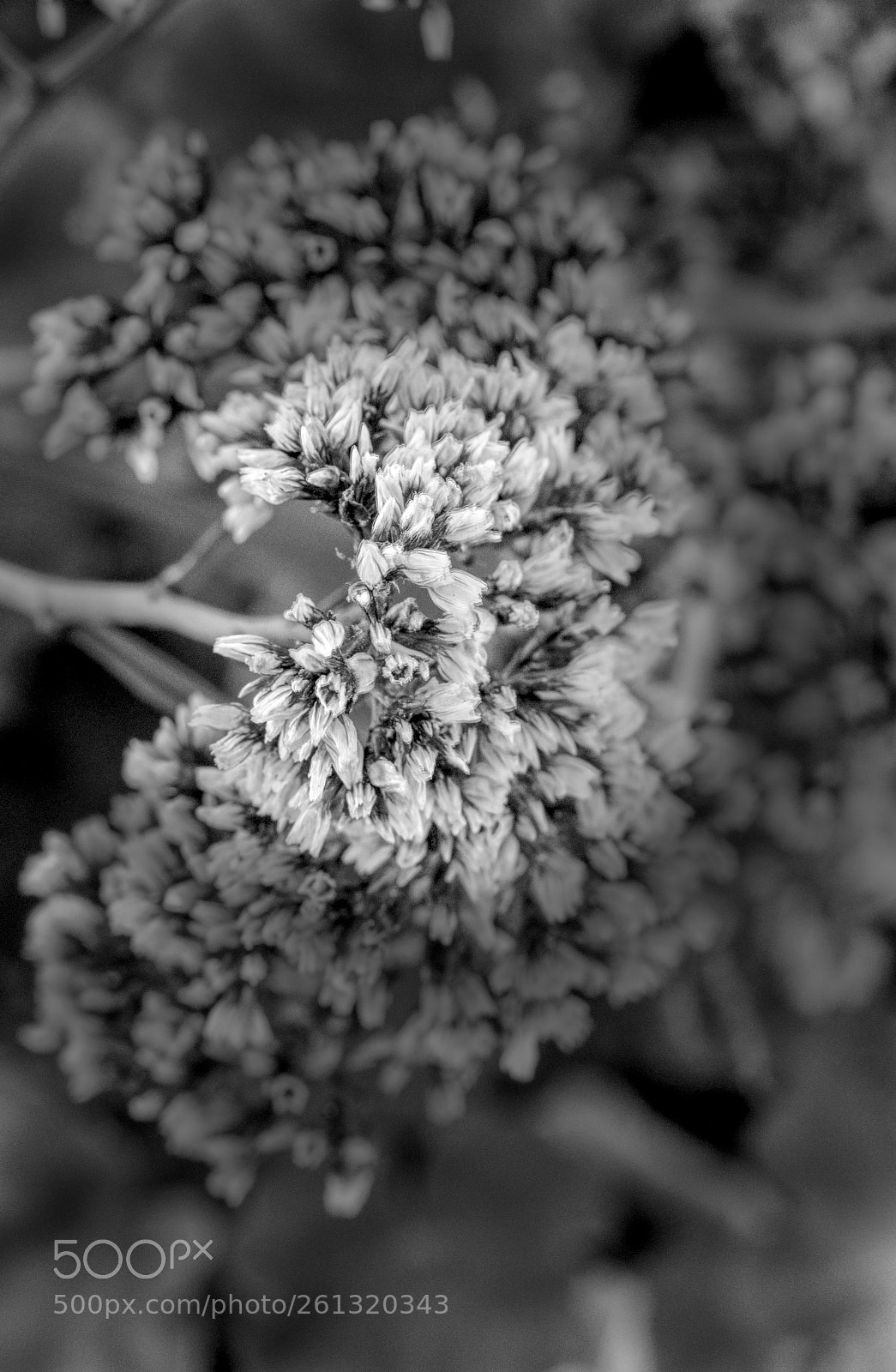 Canon EOS 5D Mark IV sample photo. Untitled photography