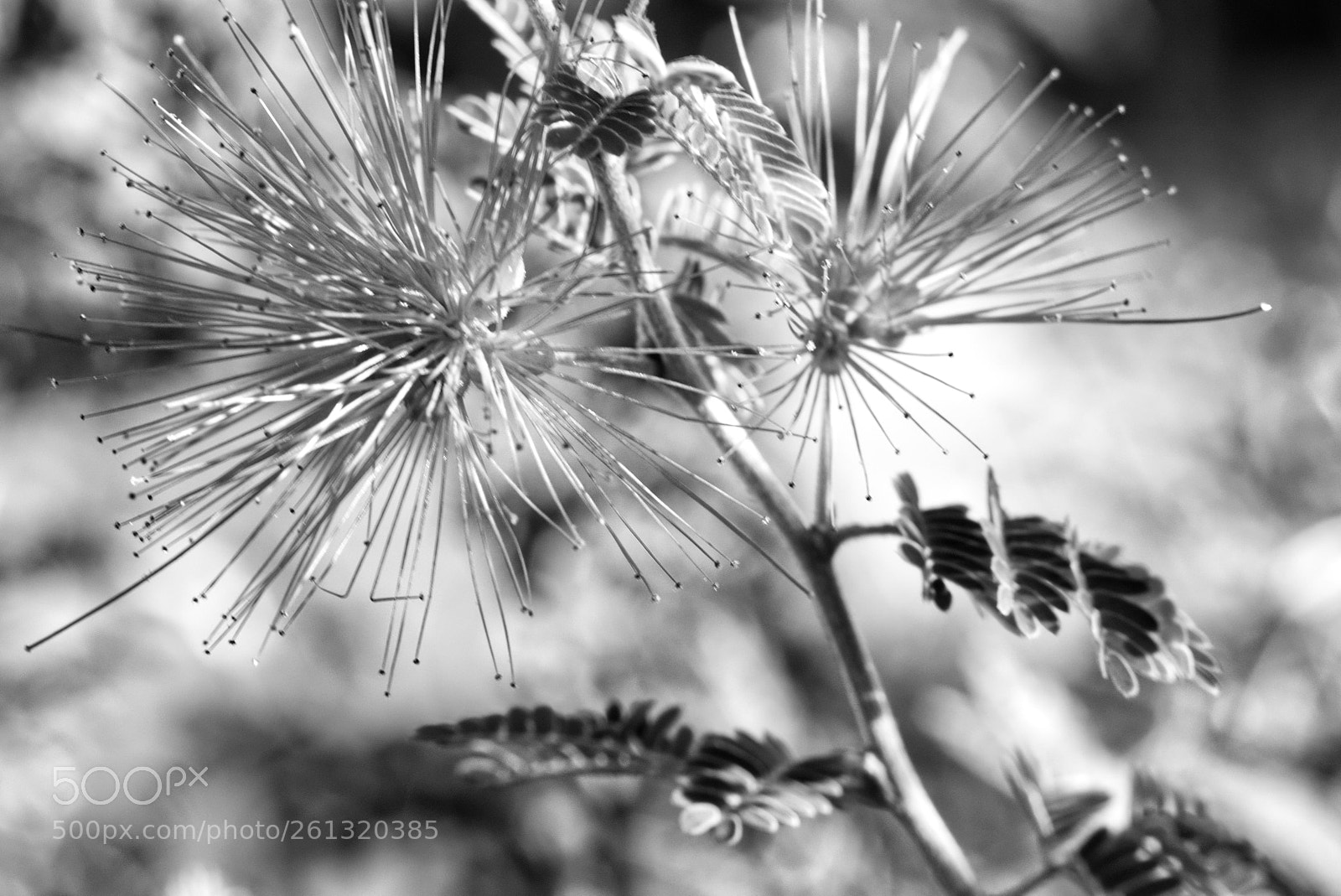 Canon EOS 5D Mark IV sample photo. Untitled photography