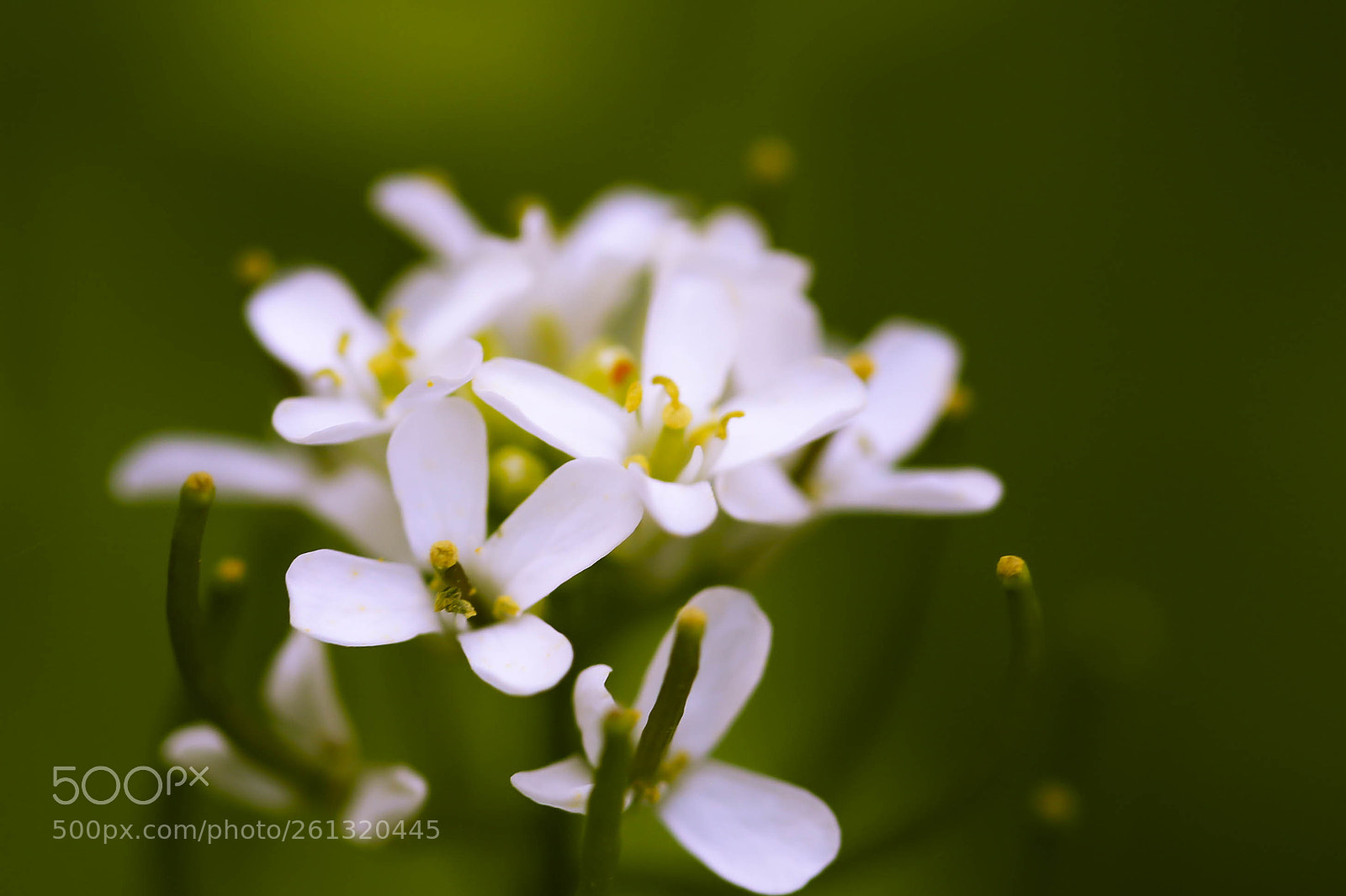 Canon EOS 6D sample photo. Tiny white flowers photography