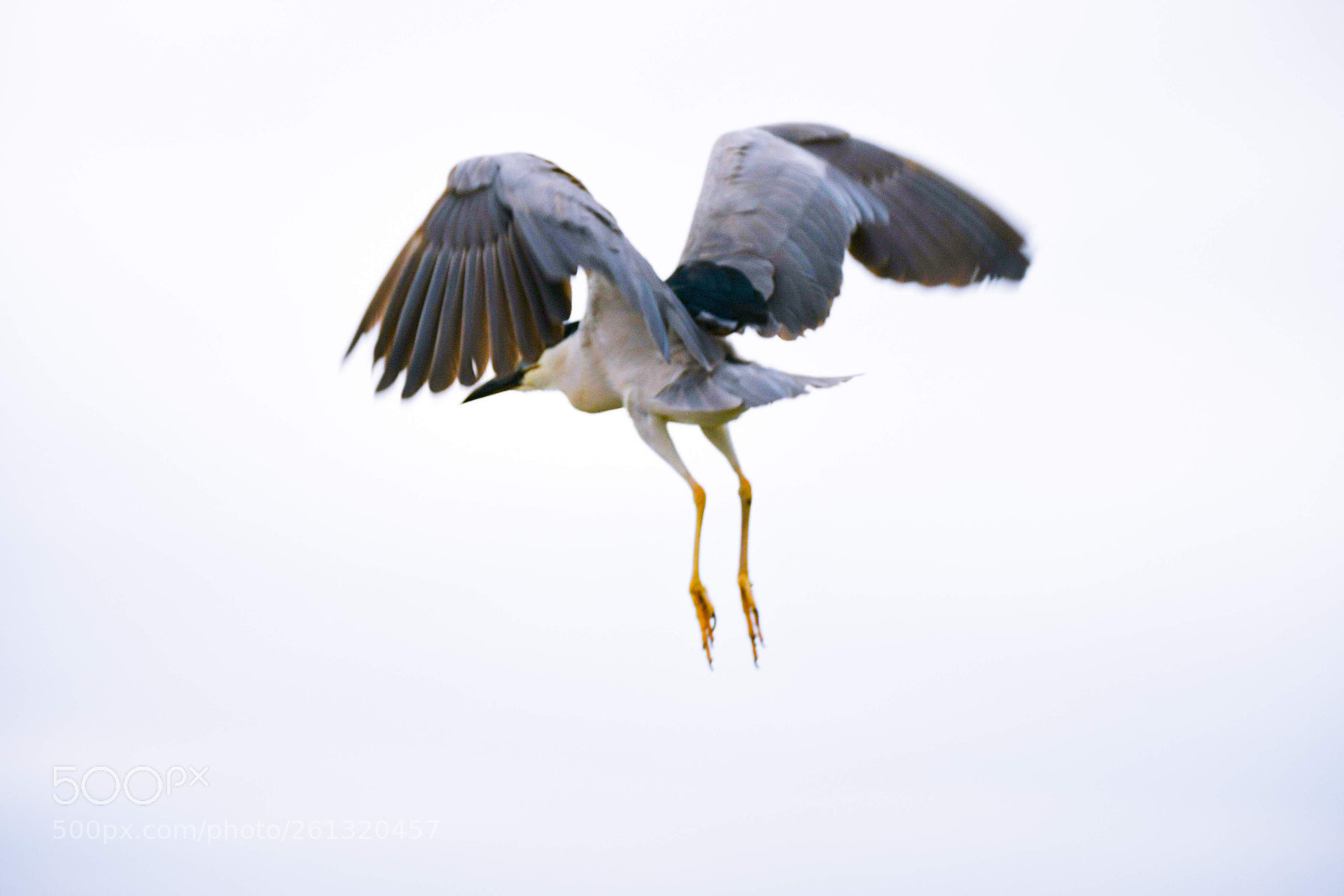 Nikon D7500 sample photo. Night heron flight photography