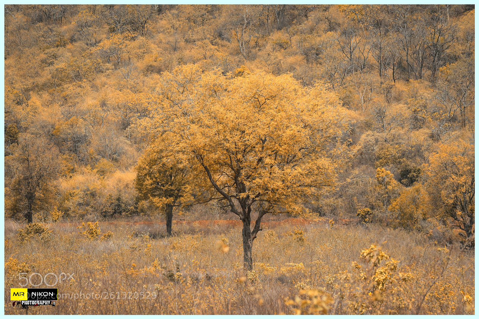 Nikon D500 sample photo. Mother nature photography