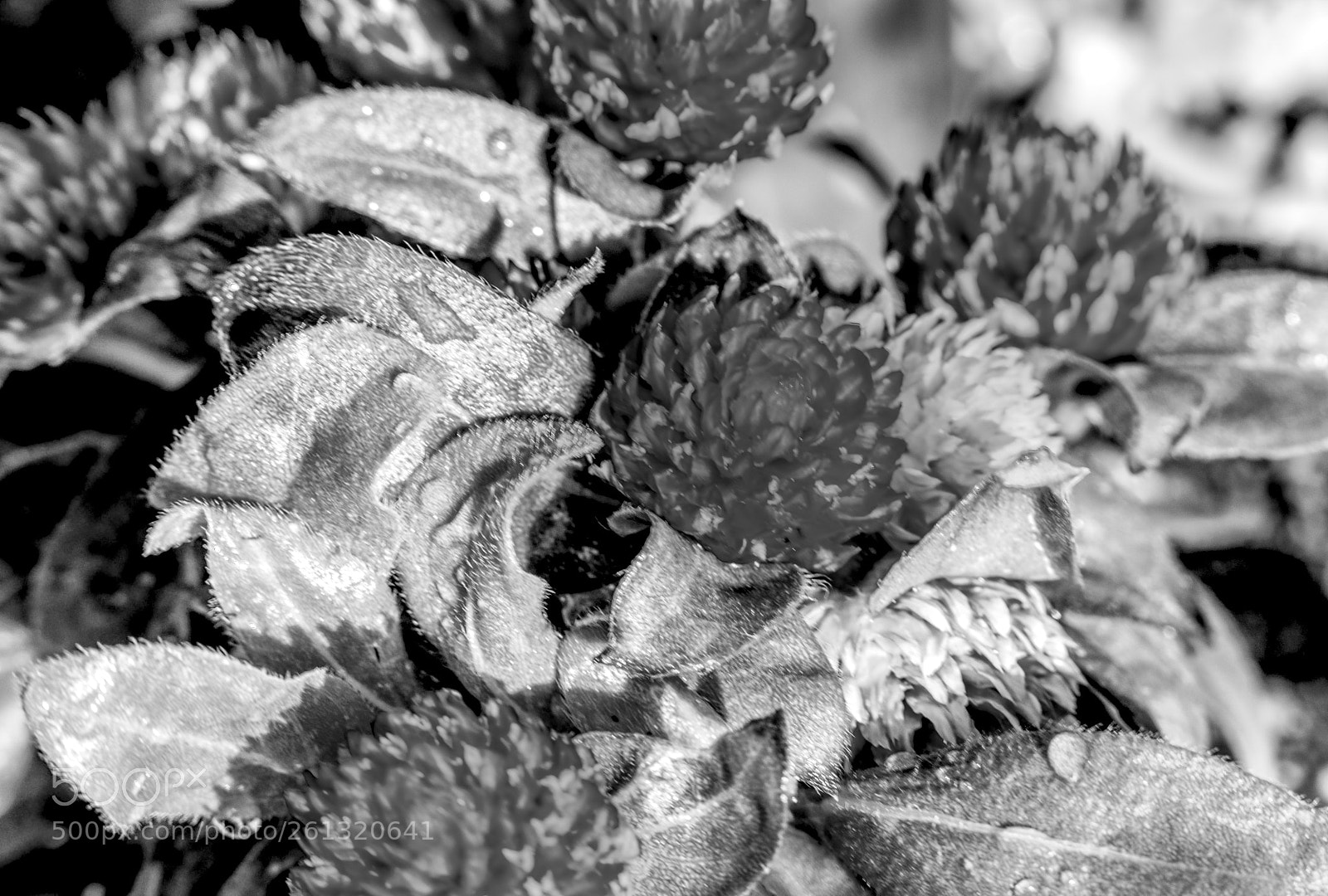Canon EOS 5D Mark IV sample photo. Untitled photography