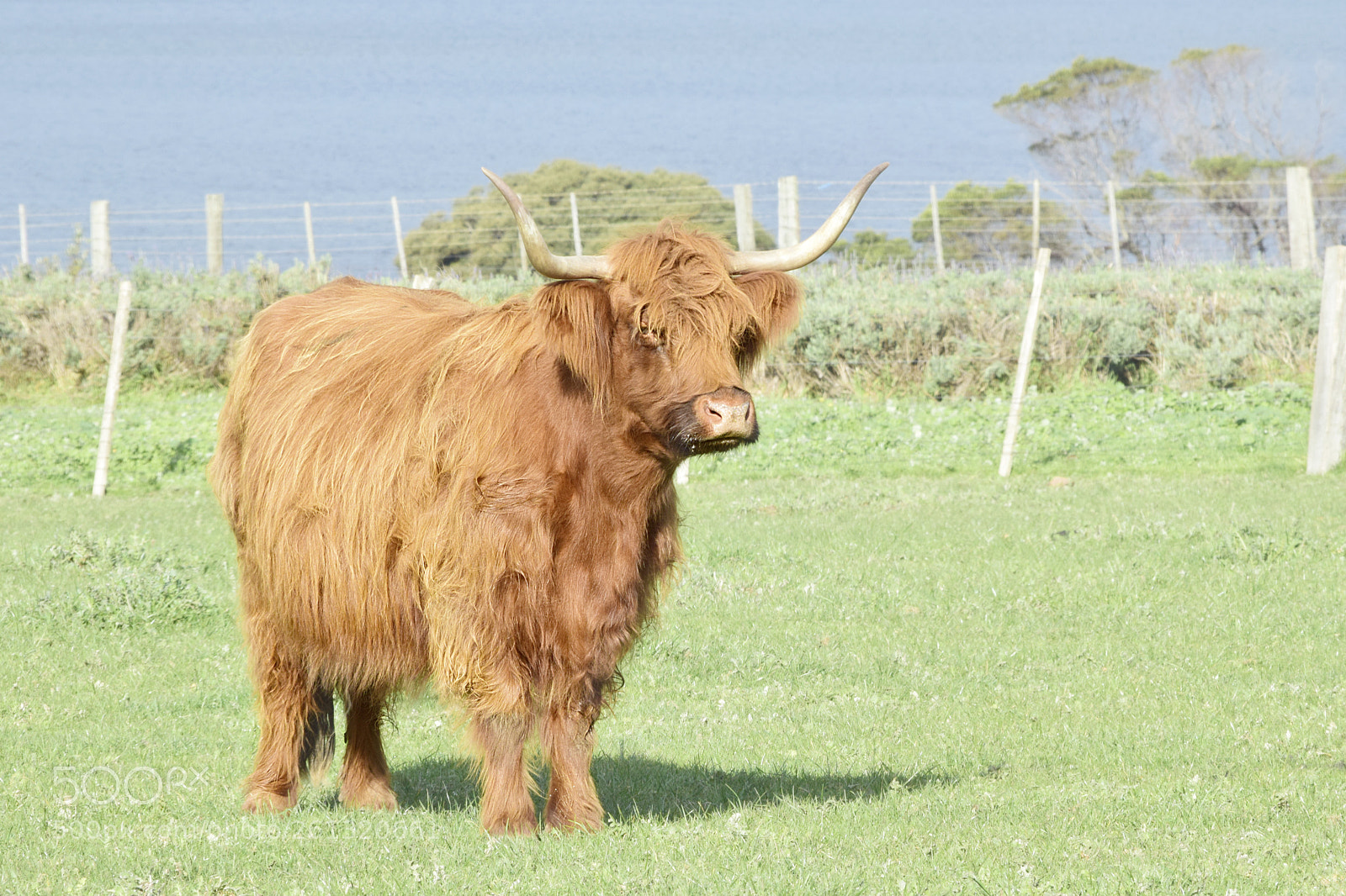 Nikon D5300 sample photo. Chestnut highland cow photography