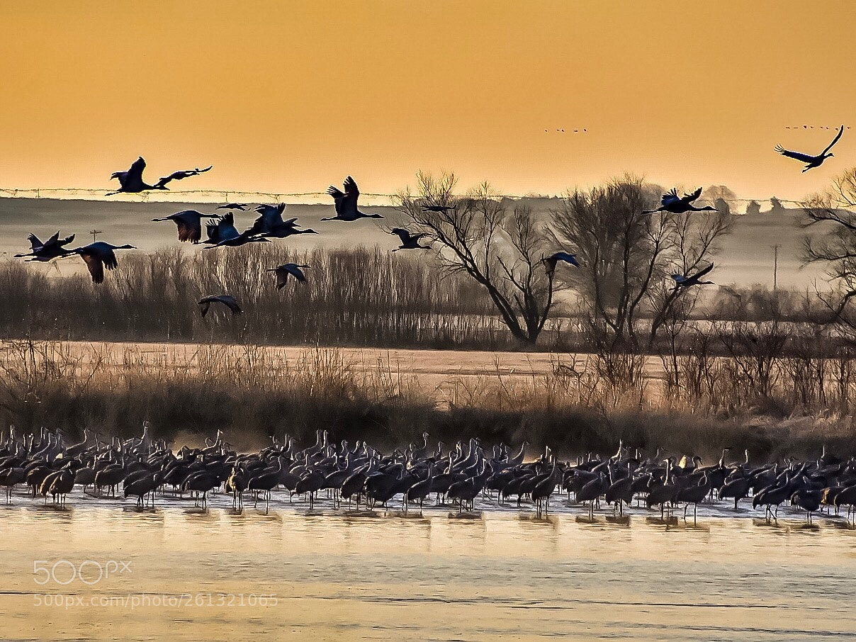 Nikon D7500 sample photo. Cranes morning flight photography