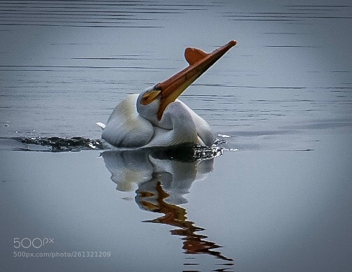 Nikon D7500 sample photo. Old man pelican  photography