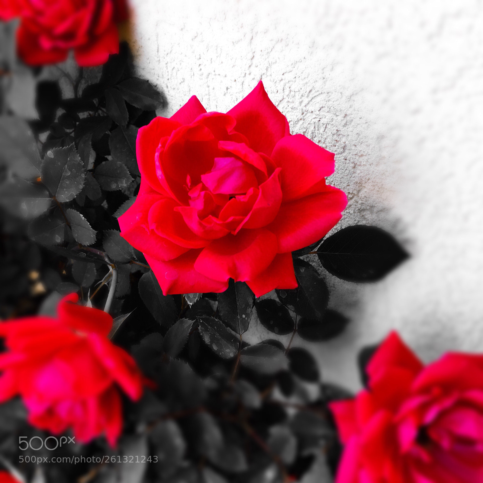 Apple iPhone 6s sample photo. Coming up roses photography