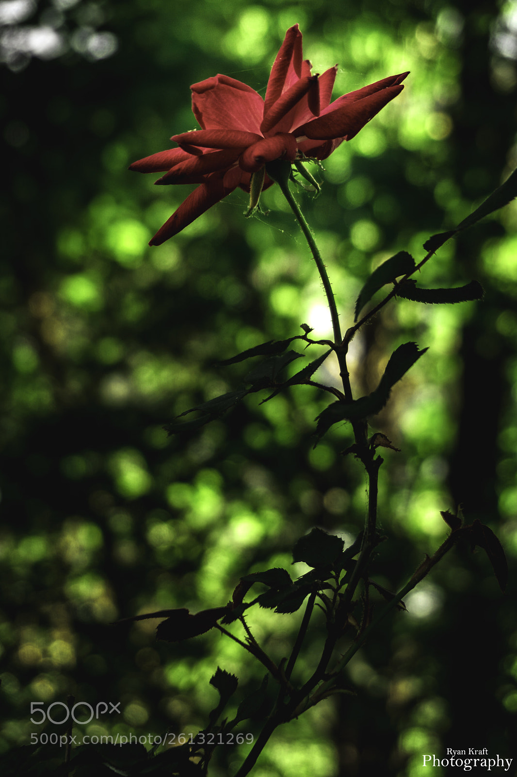 Sony a6000 sample photo. Shine photography