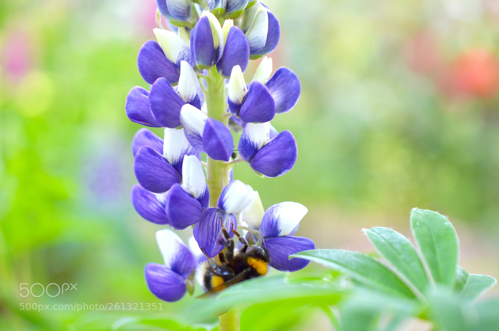 Nikon D3200 sample photo. Lupinus ?bee photography