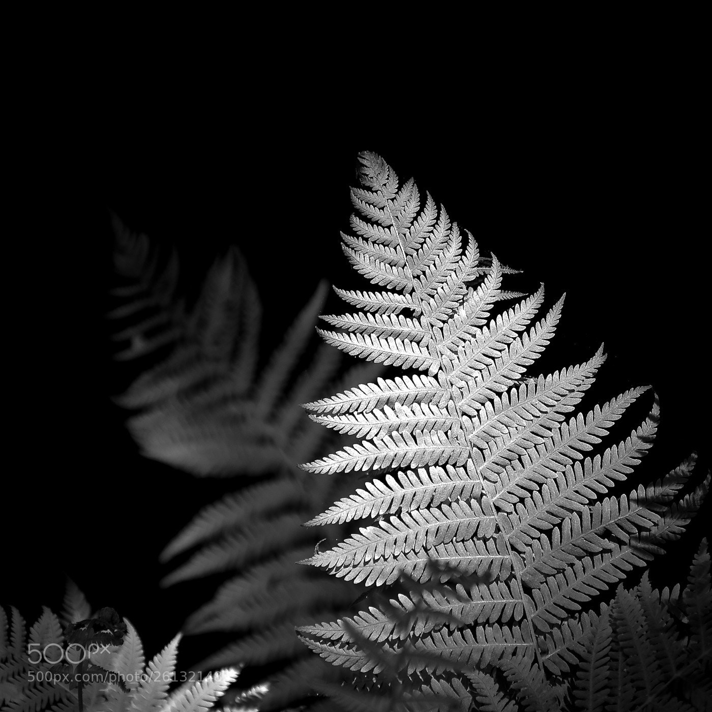Nikon D90 sample photo. () photography