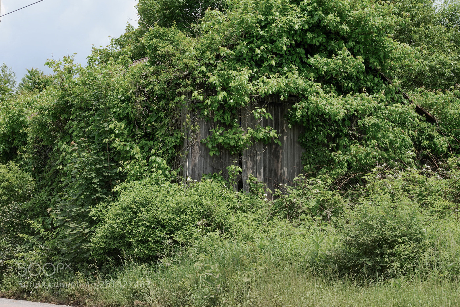 Nikon D3000 sample photo. Alone in nature photography