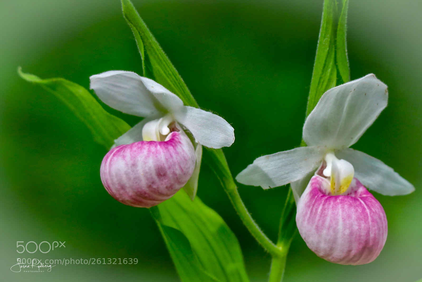 Canon EOS 80D sample photo. Twin showy lady's slippers photography