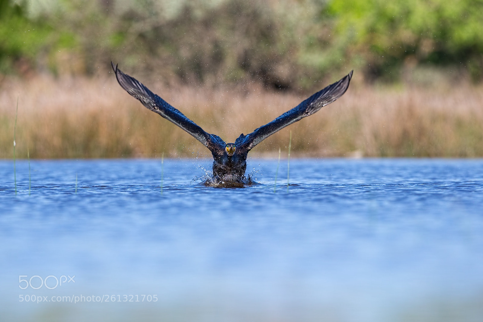 Canon EOS-1D X sample photo. Delta del danubio photography