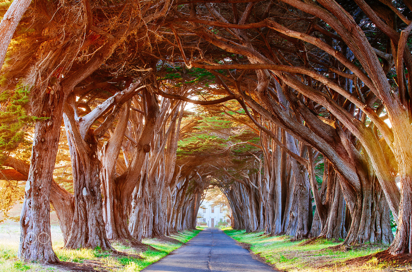 Canon EOS 5D Mark II sample photo. Tree tunnel photography